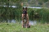 MALINOIS 1084